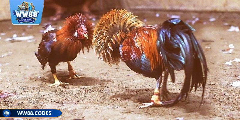 Đá gà 4K WW88 áp dụng hệ thống camera đa góc quay