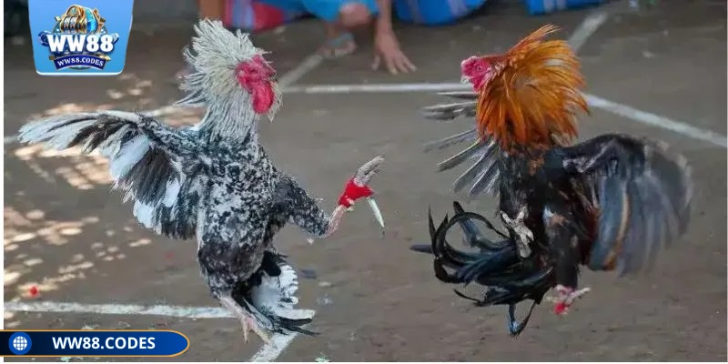 Bạn cần nắm rõ thông tin thành tích của chiến kê khi tham gia cá cược
