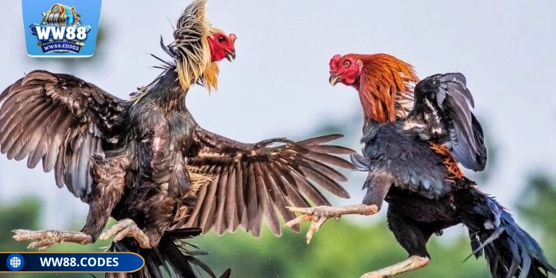 Hình thức đá gà cựa dao WW88 với các trận đấu sôi động