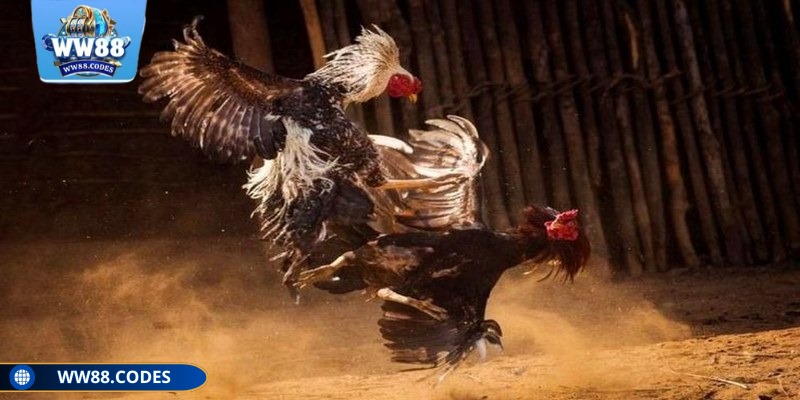 Đá gà thomo WW88 luôn được săn đón bởi các dân chơi