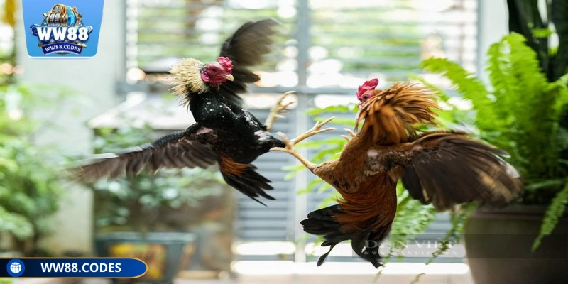 Lựa chọn đúng loại kèo cược đá gà tre WW88