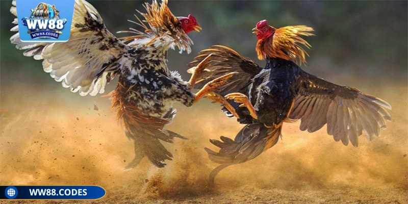 Tỷ lệ trả thưởng là điều hội viên luôn ưu tiên